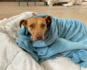 Dog in blanket