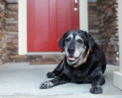 arthritis in dogs