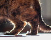 Osteoarthritis in cat