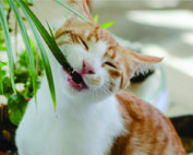 Toxic Plants and pets