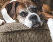 Caring For Your Pets in Their Golden Years - dog lying on couch