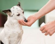 Changes to Our Repeat Chronic Medication Ordering Process - Dog eating tablets from human hand