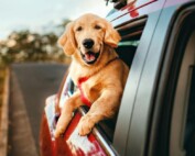 Travelling with your pets this holiday season