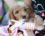 Starting the year with a new puppy or kitten?