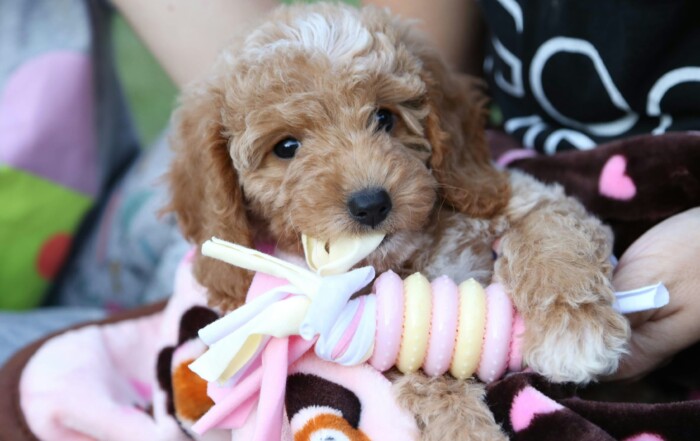 Starting the year with a new puppy or kitten?