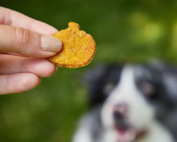 Dog biscuit in hand with dog in background