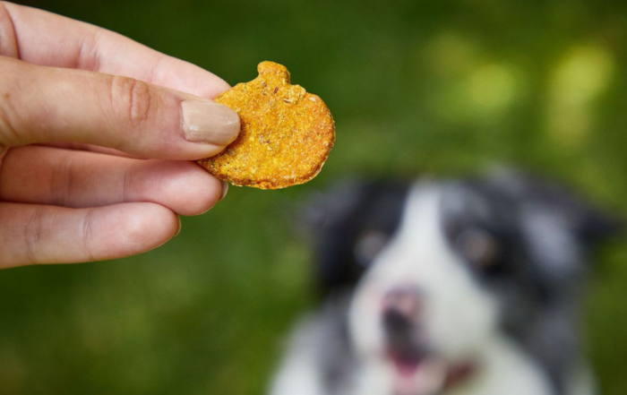 Dog biscuit in hand with dog in background
