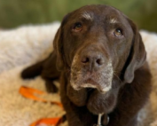 Winter Wellness: Helping Pets Stay Comfortable Through the Cold Weather