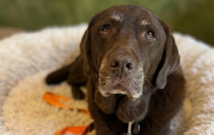 Winter Wellness: Helping Pets Stay Comfortable Through the Cold Weather